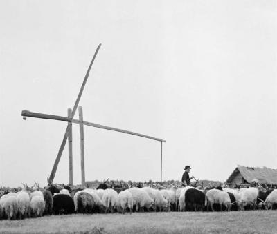 Mezőgazdaság - Állattenyésztés - Racka nyájak