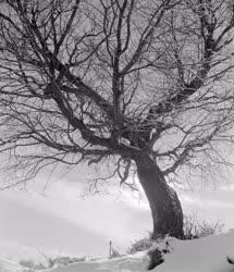 Természet - Tél - Öreg fa Hollókőn