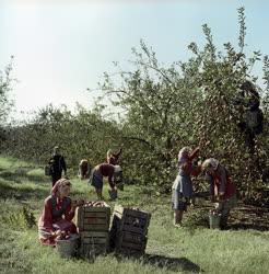 Mezőgazdaság - Almaszüret a Micsurin Tsz-ben 