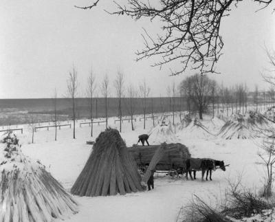 Mezőgazdaság - Nádvágás a Balatonon