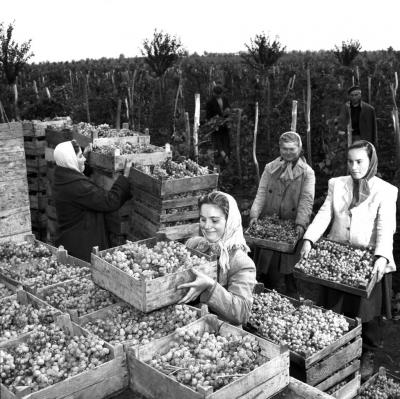 Mezőgazdaság - Szüret a Balatonaligai ÁG-ban