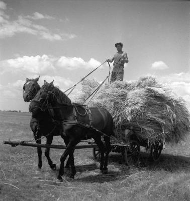 A szerző válogatása -  A surjányi Állami Gazdaságban