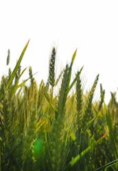 Mezőgazdaság - Hajdúböszörmény - Érik az őszi árpa