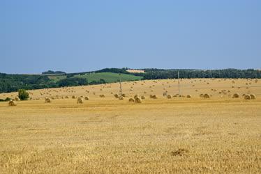 Mezőgazdaság - Aratás Románd határában