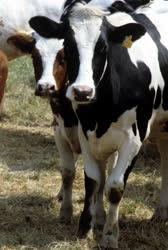 Mezőgazdaság - Állattenyésztés - Sáripuszta