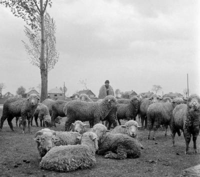 Mezőgazdaság - Időjárás - Juhász a szeszélyes tavaszi időben