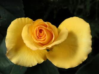 Virág - Rózsa
