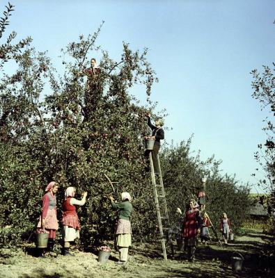 Mezőgazdaság - Almaszüret a Micsurin Tsz-ben 