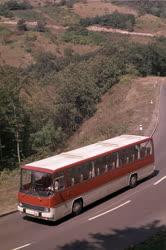 Közlekedés - Ikarusz busz próbaúton a Dunakanyarban