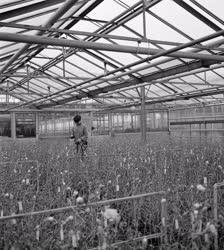 Mezőgazdaság - Új üvegház a budafoki Kertészeti Kutatóintézetben