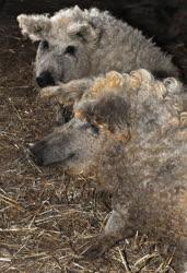 Állattenyésztés - Hajdúböszörmény - Mangalica tenyésztés