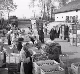 Élelmiszeripar - Kereskedelem - Nyíregyházi almakombinát