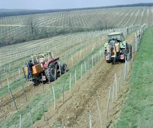 Mezőgazdaság - Műtrágyázás a szőlőben