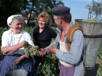 Szüretelnek a szőlősgazdák az Alföldön