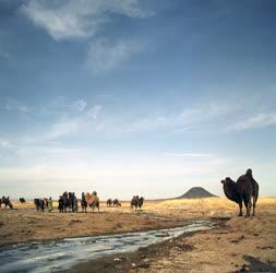 Állattenyésztés - Mongólia - Tevetenyésztők