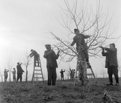 Mezőgazdaság - Metszik a fákat a Kossuth Tsz-ben