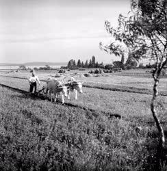 Mezőgazdaság - Földműves-szövetkezet a Balaton környékén