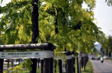 Környezetvédelem - Budapest - Tízezer új fát Budapestre