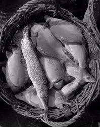 Mezőgazdaság - Őszi halászat a Balatonon