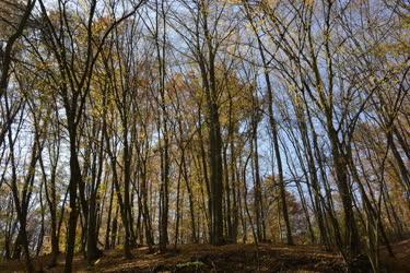 Természet - Szokolya - Őszi erdő