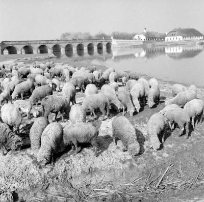 Mezőgazdaság - Öntözéses gazdálkodás a Hortobágyon