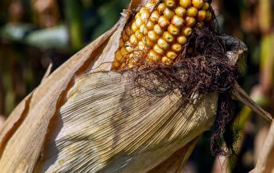 Mezőgazdaság - Látókép - 21. Kukorica és napraforgó tanácskozás