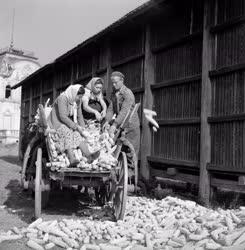 Mezőgazdaság - Kukorica felvásárlás