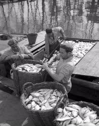 Mezőgazdaság - Balatoni Halászati Vállalat