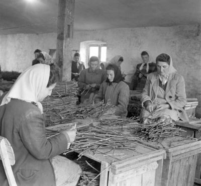 Mezőgazdaság - Szőlővesszők előkészítése oltáshoz