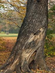 Természet - Park - Ősz a Margitszigeten