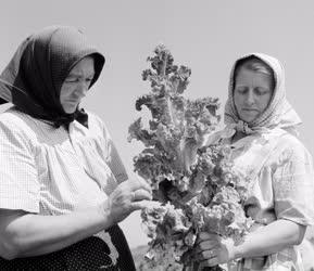 Mezőgazdaság - Asszonyok salátát vizsgálnak