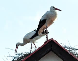 Állatvilág - Megjöttek a gólyák a Hortobágyra