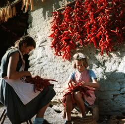 Mezőgazdaság - Hegyes pirospaprikát fűző lányok