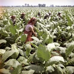 Mezőgazdaság - Törik a dohányt Hevesben