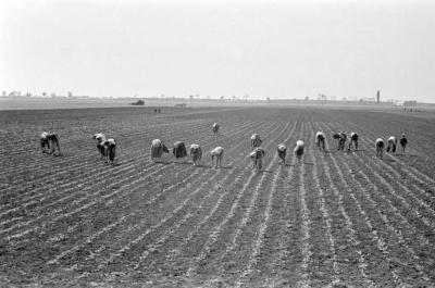 Mezőgazdaság - A Kossuth brigád répát egyel