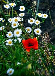 Természet - Polgár - Mezei virágok