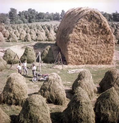 Mezőgazdaság - Betakarítás - Bólyi ÁG