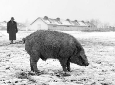 Mezőgazdaság - Mangalicák a vecsési Állami Gazdaságban