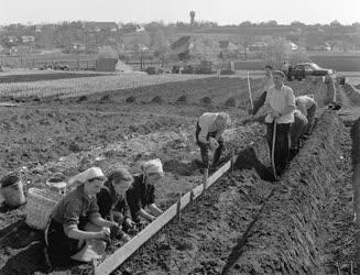 A szerző válogatása - Megkezdték a szőlővesszők kiültetését 