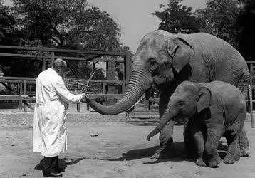 Állatvilág - Elefántbébi az Állatkertben