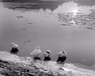 Időjárás - Kacsák a jeges Rába folyónál