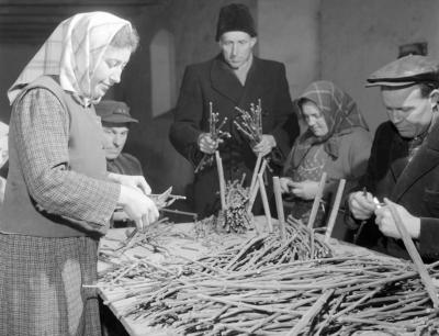 Mezőgazdaság - A móri Kossuth Termelőszövetkezetben