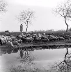 Mezőgazdaság - Állattenyésztés - Birkalegeltetés