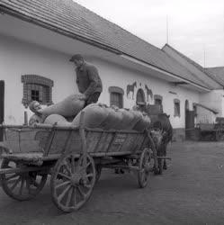 Mezőgazdaság - Mosonszentjánosi Haladás Termelőszövetkezet