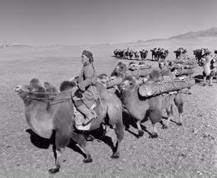 Életkép - Mongólia - Teve karaván