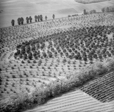 Tájkép - Mezőgazdaság - Szőlő- és gyümölcsöstelepítés