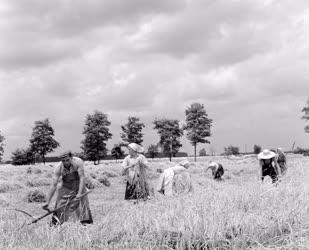 Mezőgazdaság - Kézi aratás a kisgyaláni Petőfi Tsz-ben