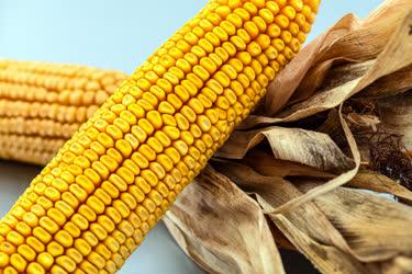 Növénytermesztés - Kukorica