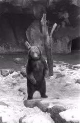 Természet-környezet - Állatkerti képek - Medve