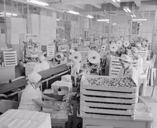 Ipar - Készülnek a szaloncukrok a Csokoládégyárban